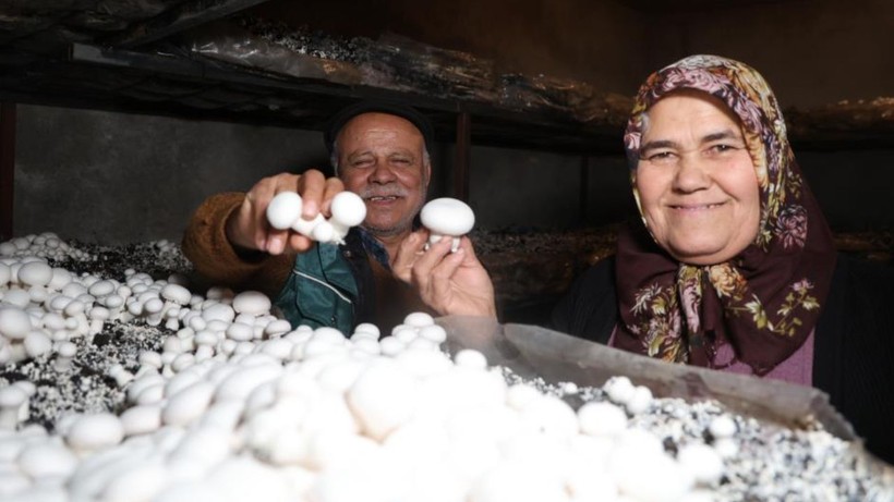 Evinin Boş Odasında Üretimine Başladı: 2 Ayda 400 Kilo Hasat Etti! Kilosu 160 Liradan Başlıyor, Faydası Saymakla Bitmiyor - Resim: 3