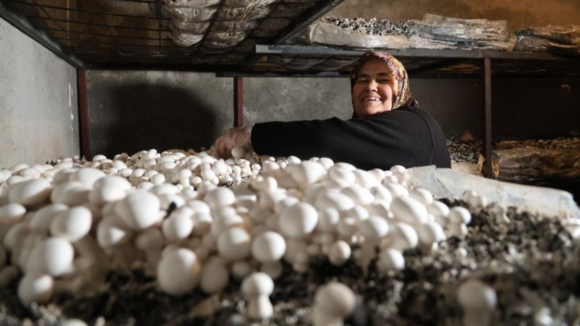 Evinin Boş Odasında Üretimine Başladı: 2 Ayda 400 Kilo Hasat Etti! Kilosu 160 Liradan Başlıyor, Faydası Saymakla Bitmiyor - Resim: 5