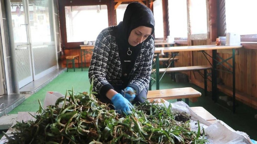 Özel İzinle Ekiliyor: Kurusu 3 Bin TL'ye, Tozu 6 Bin TL'ye Satılıyor - Resim: 2
