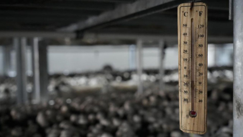 1 Odada Başladı: 40 Günde 3.5 Ton Hasat Ediyor! 4 Şehre Satıyor, 24 Yaşında Paraya Para Demiyor - Resim: 1