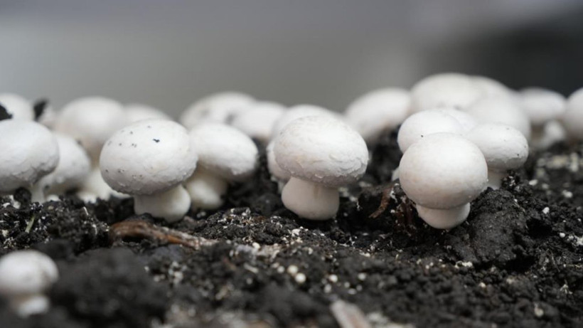 1 Odada Başladı: 40 Günde 3.5 Ton Hasat Ediyor! 4 Şehre Satıyor, 24 Yaşında Paraya Para Demiyor - Resim: 2