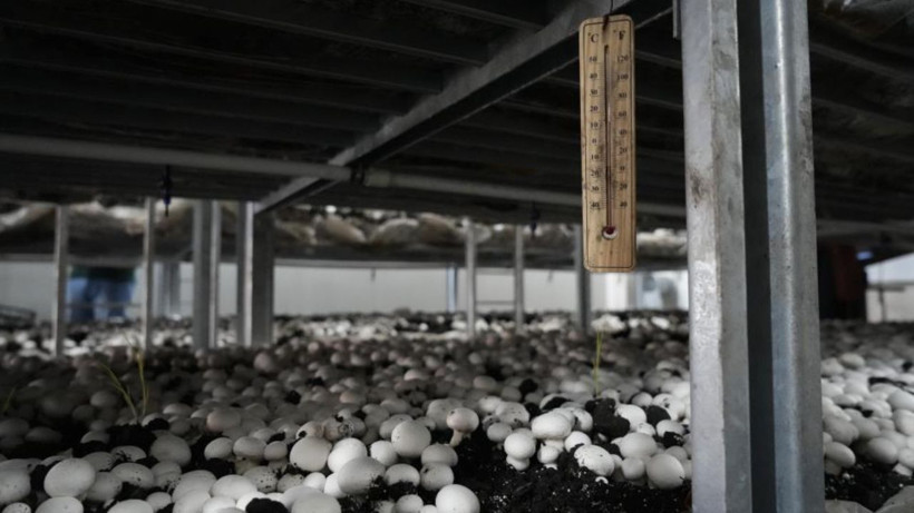 1 Odada Başladı: 40 Günde 3.5 Ton Hasat Ediyor! 4 Şehre Satıyor, 24 Yaşında Paraya Para Demiyor - Resim: 4