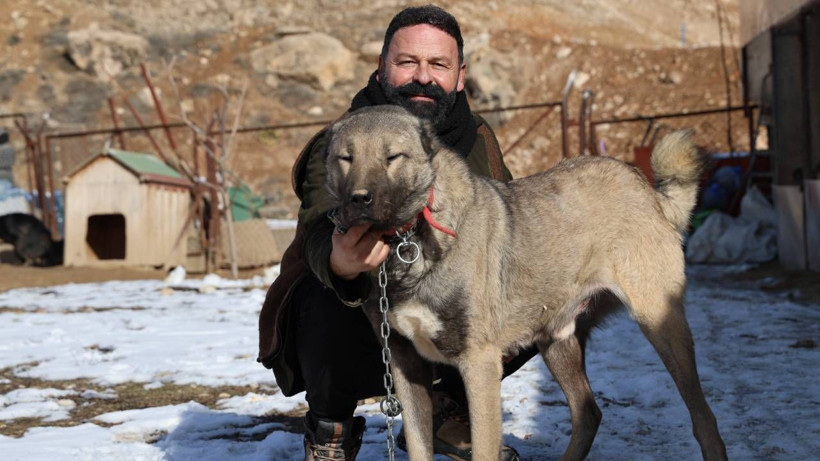 Kangal Köpeklerinin Huyu Değişti! Artık Karakterleri Çok Farklı... Sebebiyse Şaşkına Çevirdi - Resim: 5