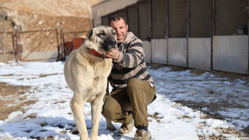 Kangal Köpeklerinin Huyu Değişti! Artık Karakterleri Çok Farklı... Sebebiyse Şaşkına Çevirdi - Resim: 4