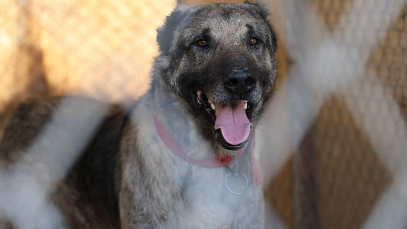 Kangal Köpeklerinin Huyu Değişti! Artık Karakterleri Çok Farklı... Sebebiyse Şaşkına Çevirdi - Resim: 3