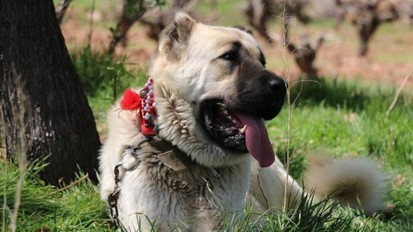 Kangal Köpeklerinin Huyu Değişti! Artık Karakterleri Çok Farklı... Sebebiyse Şaşkına Çevirdi - Resim: 2