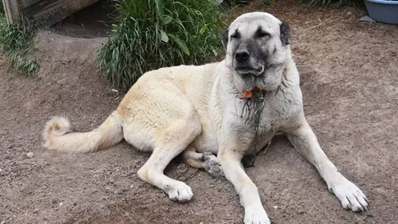 Kangal Köpeklerinin Huyu Değişti! Artık Karakterleri Çok Farklı... Sebebiyse Şaşkına Çevirdi - Resim: 1
