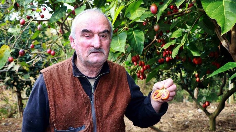 Türkiye'de İlk Kez Hasat Edildi: Ağaçta Domates Yetiştirdi! Görenler Gözlerine İnanamadı - Resim: 4