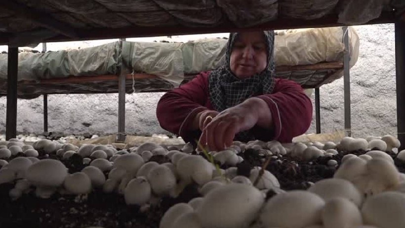 Beyaz İncinin Hasadı Başladı: Kaya Odalarda Yetişiyor, Köylü Kadınlar Elleriyle Tek Tek Topluyor