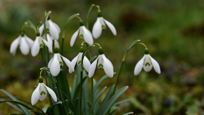 Çiçek Koparmanın Cezasına da Zam Geldi: Dokunan Yandı! Cezası Dudak Uçuklattı - Resim: 1