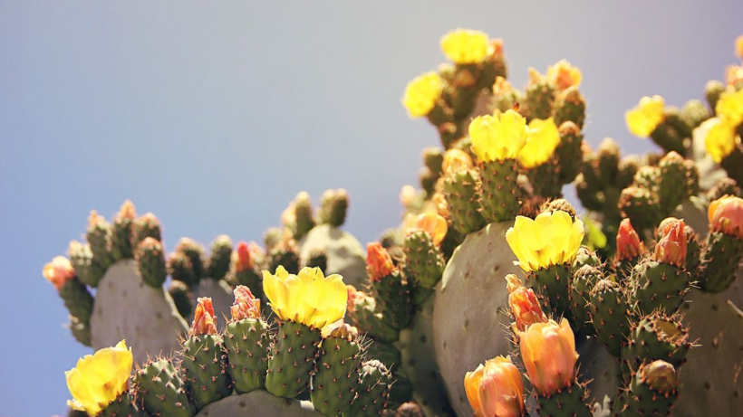 Ne Su Ne Gübre! Kaktüsleri Çiçeğe Doyuracak Yöntem Ortaya Çıktı - Resim: 2