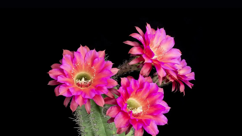 Ne Su Ne Gübre! Kaktüsleri Çiçeğe Doyuracak Yöntem Ortaya Çıktı - Resim: 1