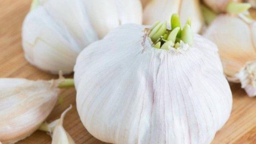 Filizlenen Sarımsakları Sakın Çöpe Atmayın: Bilinmeyen Faydası Ortaya Çıktı - Resim: 4