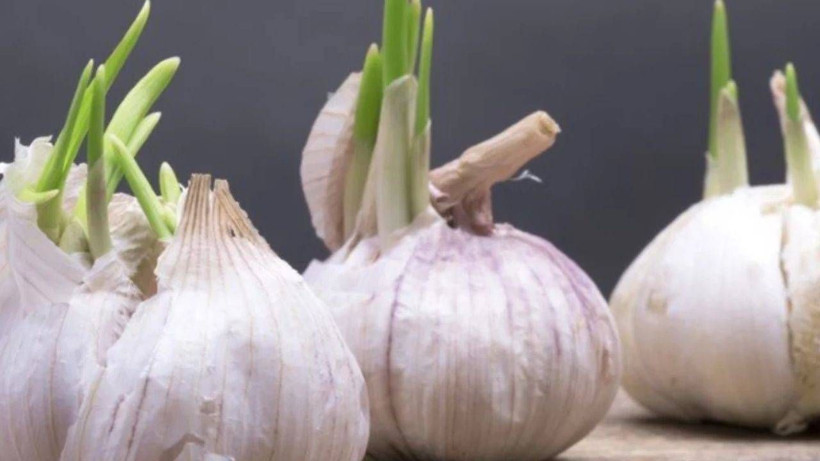 Filizlenen Sarımsakları Sakın Çöpe Atmayın: Bilinmeyen Faydası Ortaya Çıktı - Resim: 3