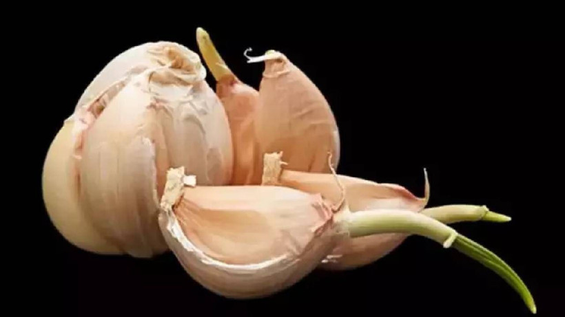 Filizlenen Sarımsakları Sakın Çöpe Atmayın: Bilinmeyen Faydası Ortaya Çıktı - Resim: 2