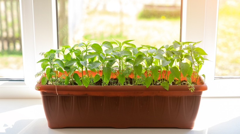 Mart Gelmeden Bu Sebzeyi Gördüğünüz Yere Ekin! Yüzde 100 Hasat Edeceksiniz - Resim: 1