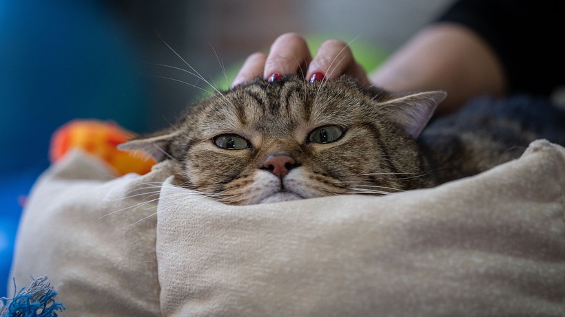 Obez Kedi Simba Pilatesle İki Kilo Verdi, ‘Her Şeyden Nefret Ediyor’ - Resim : 2