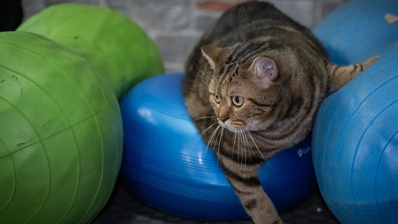 Obez Kedi Simba Pilatesle İki Kilo Verdi, ‘Her Şeyden Nefret Ediyor’ - Resim : 4