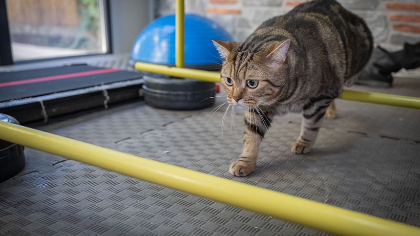 Obez Kedi Simba Pilatesle İki Kilo Verdi, ‘Her Şeyden Nefret Ediyor’ - Resim : 1