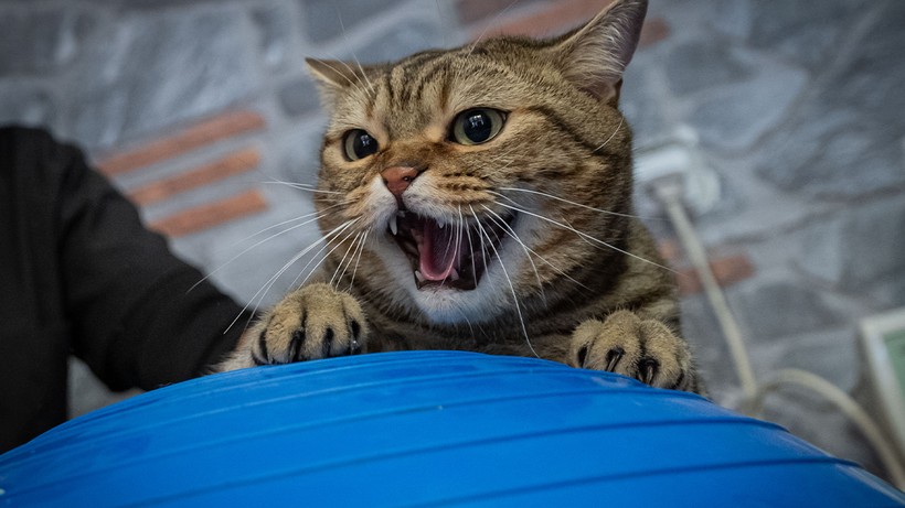 Obez Kedi Simba Pilatesle İki Kilo Verdi, ‘Her Şeyden Nefret Ediyor’ - Resim : 5