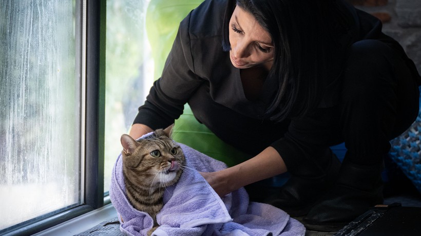 Obez Kedi Simba Pilatesle İki Kilo Verdi, ‘Her Şeyden Nefret Ediyor’ - Resim : 3