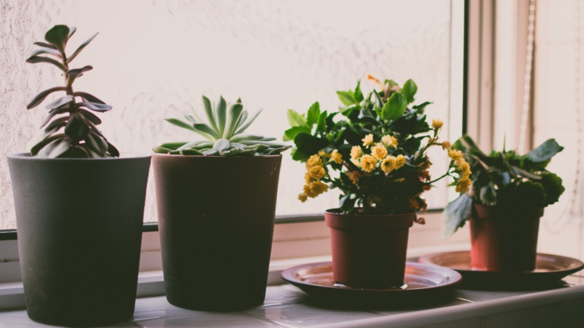 Mart Ayı Bitmeden Saksılarınıza ve Bahçenize Kibrit Saplayın! Baş Belası Olan O Sorundan Kurtulacaksınız - Resim: 4