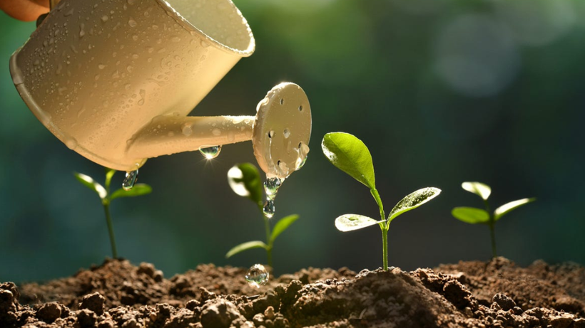 İlkbaharda Toprağa Eken Yaz Boyu Meyve, Sebze ve Çiçeğe Doyacak! İşte İlkbaharda Ekilebilecek Bitkiler - Resim: 1