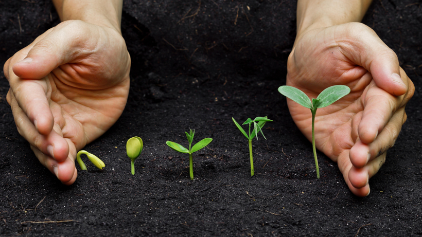 İlkbaharda Toprağa Eken Yaz Boyu Meyve, Sebze ve Çiçeğe Doyacak! İşte İlkbaharda Ekilebilecek Bitkiler - Resim: 2