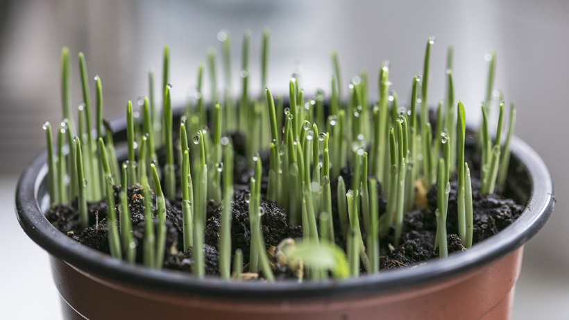İlkbaharda Toprağa Eken Yaz Boyu Meyve, Sebze ve Çiçeğe Doyacak! İşte İlkbaharda Ekilebilecek Bitkiler - Resim: 3