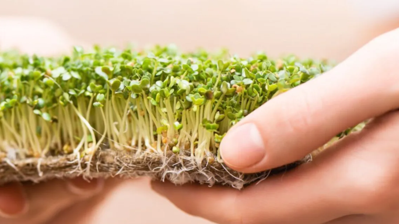 İlkbaharda Toprağa Eken Yaz Boyu Meyve, Sebze ve Çiçeğe Doyacak! İşte İlkbaharda Ekilebilecek Bitkiler - Resim: 4