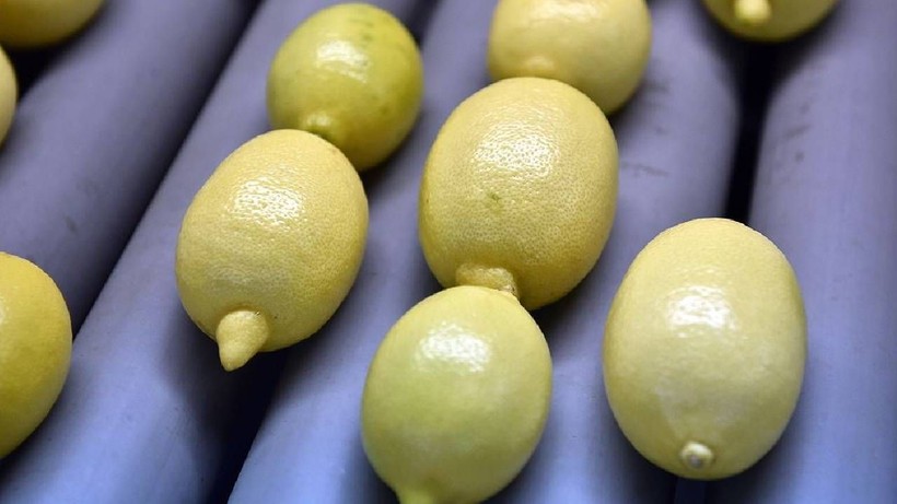 Limonun Foşur Foşur Sulanmasını Sağlayan Yöntem Ortaya Çıktı: Aşçılar Yıllar Sonra İtiraf Etti - Resim: 3