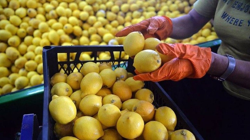 Limonun Foşur Foşur Sulanmasını Sağlayan Yöntem Ortaya Çıktı: Aşçılar Yıllar Sonra İtiraf Etti - Resim: 4