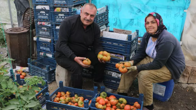 Hatay’da Zararına Hasat Başladı: Tarlada 28, Markette 100 Liraya Satılıyor! - Resim: 1