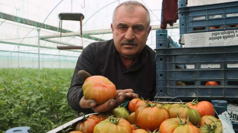 Hatay’da Zararına Hasat Başladı: Tarlada 28, Markette 100 Liraya Satılıyor! - Resim: 2