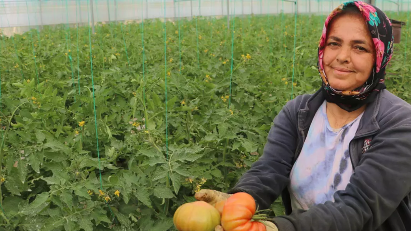 Hatay’da Zararına Hasat Başladı: Tarlada 28, Markette 100 Liraya Satılıyor! - Resim: 3