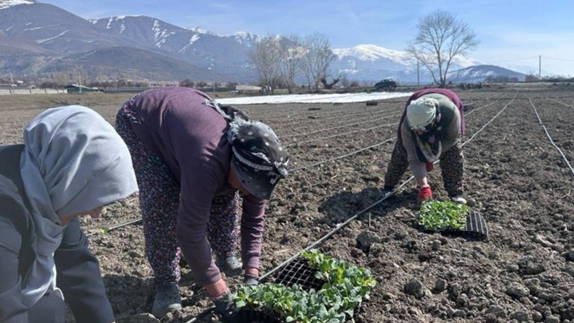 Sadece Erzincan Ovası'nda Yetişiyor! 70 Gün Sonra Hasat Başlayacak, Büyük Talep görüyor - Resim: 1