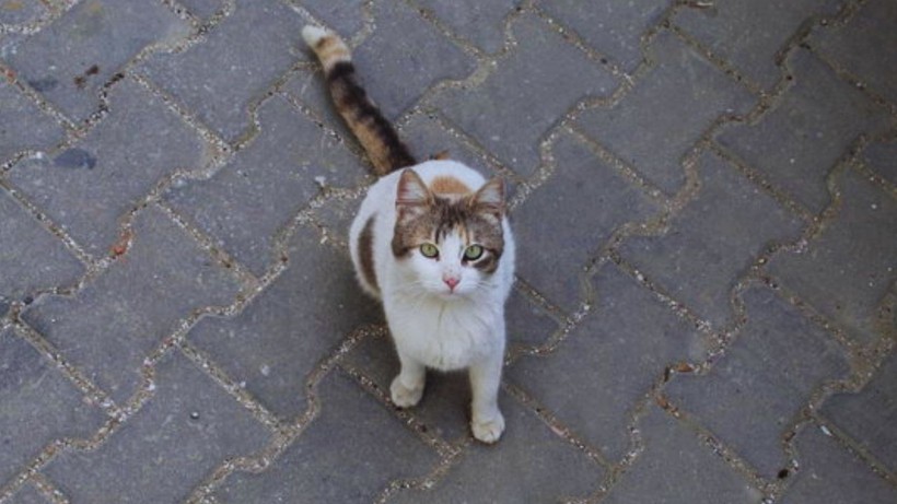 Antalya'da 10 Kedi Ölü Bulundu, İnceleme Başlatıldı - Resim : 1