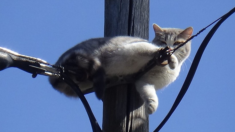 Aç Susuz Direk Üstünde İki Gün, Mahsur Kalan Kedi Kurtarıldı - Resim : 1