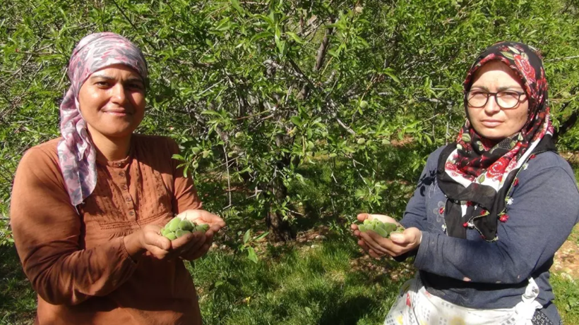 Yeşil Altın Hasadı Başladı! Fiyatı Uçuşa Geçti, Gramla Satılmaya Başlandı: Dubai’ye Kilo Kilo Gönderiliyor - Resim: 2