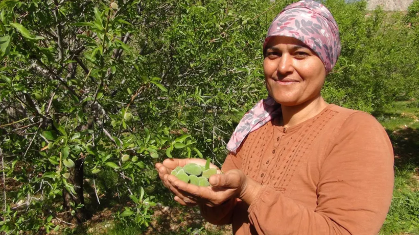 Yeşil Altın Hasadı Başladı! Fiyatı Uçuşa Geçti, Gramla Satılmaya Başlandı: Dubai’ye Kilo Kilo Gönderiliyor - Resim: 3