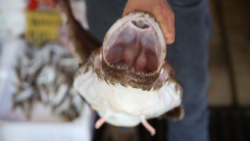 Fiyatı Altınla Yarışıyor, Bulan Zengin Oluyor: Tanesi 3 Bin 250 TL'den Satılıyor - Resim: 3