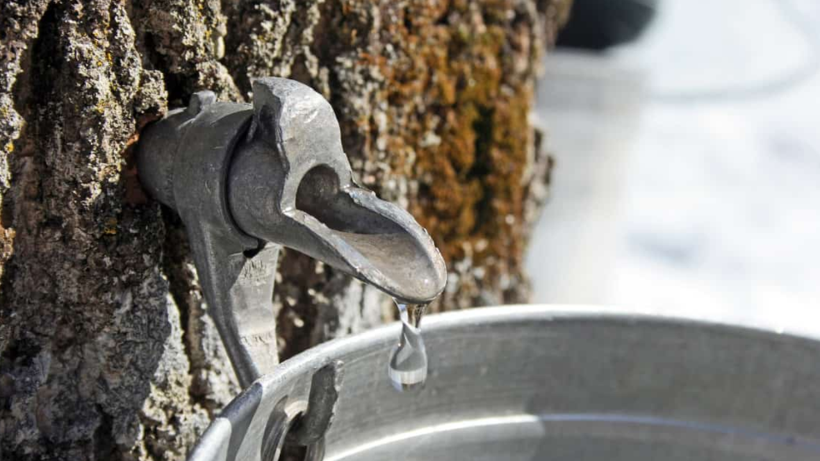 Gövdesine Musluk Takılıp Hasat Ediliyor! İçinden Resmen Dere Geçiyor: Şifa Olmadığı Hastalık Yok - Resim: 2