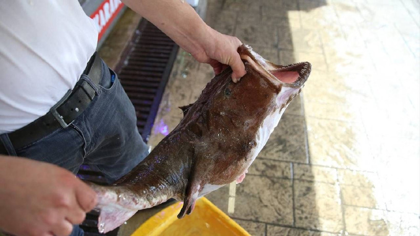 Fiyatı Altınla Yarışıyor, Bulan Zengin Oluyor: Tanesi 3 Bin 250 TL'den Satılıyor - Resim: 2