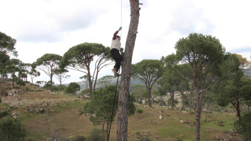 Tehlikeli Hasat Başladı: Metrelerce Yüksekten Toplayan 3 Bin TL Kazanıyor, Kilosu 1500 TL'den Satılıyor - Resim: 2