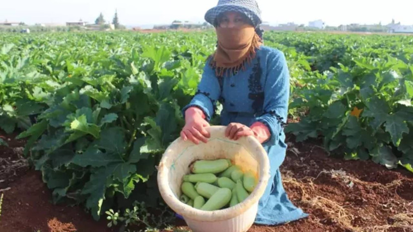 Beklenen Hasat Geç Başladı! Hatay'da Tarlaları Don Vurdu, Fiyatları 2'ye Katladı - Resim: 3