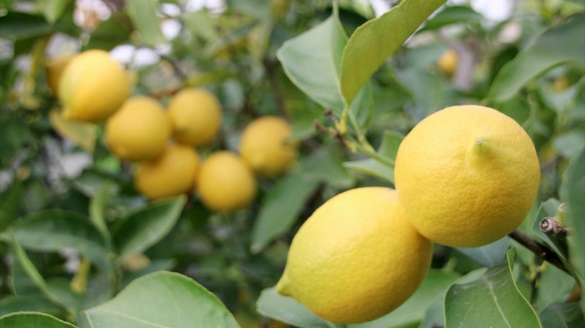 Ticaret Bakanlığı Açıkladı: Limon İhracatı Durduruldu - Resim : 1
