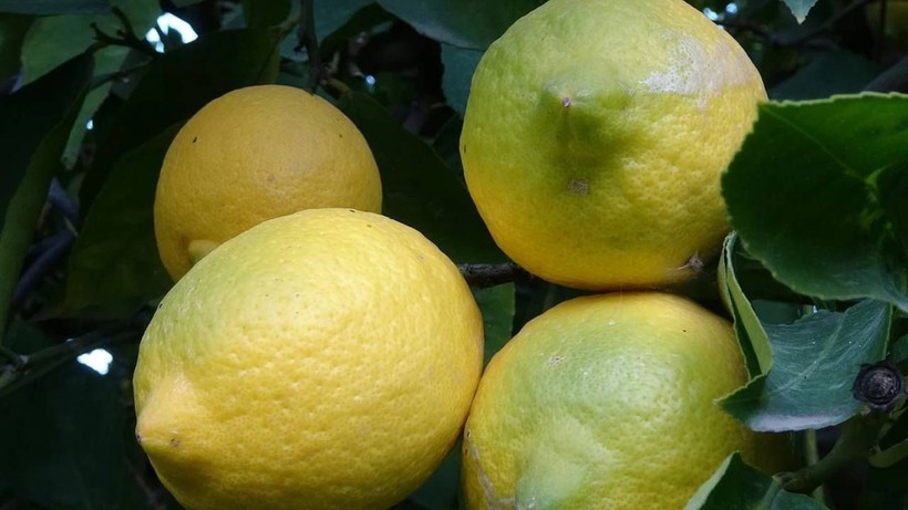 Erdemli'de Bereketli Hasat Başladı! Tarlada Kilosu 6, Markette 40 Lira - Resim: 3