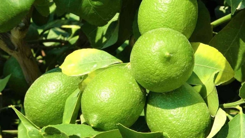 Erdemli'de Bereketli Hasat Başladı! Tarlada Kilosu 6, Markette 40 Lira - Resim: 4