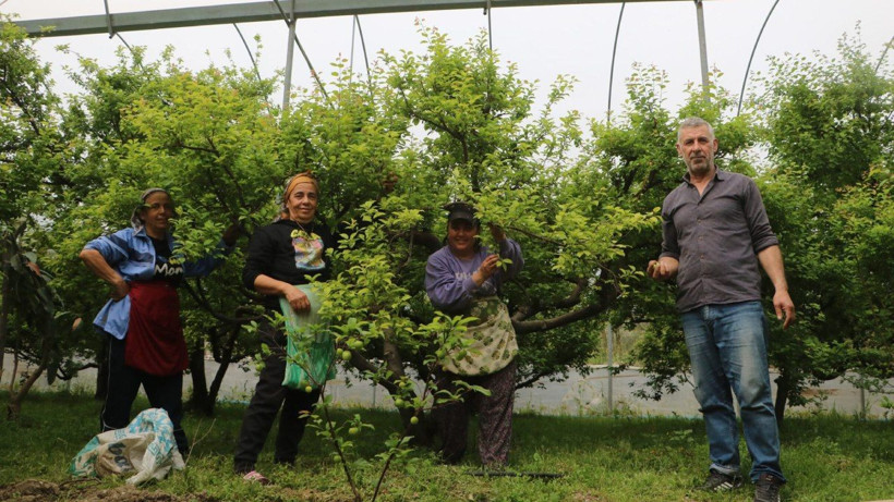 Türkiye’nin En Bereketli Topraklarında Hasat Başladı! Kilosu 500 Liradan Satılıyor - Resim: 1