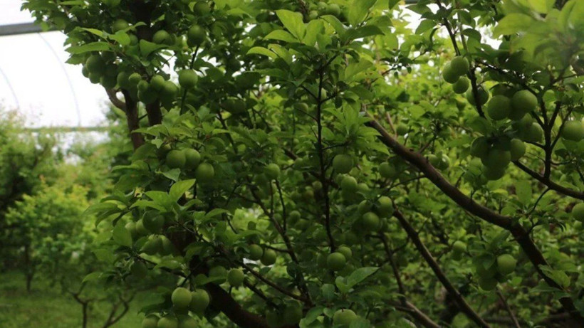 Türkiye’nin En Bereketli Topraklarında Hasat Başladı! Kilosu 500 Liradan Satılıyor - Resim: 2